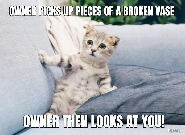 crying cat meme - suspect