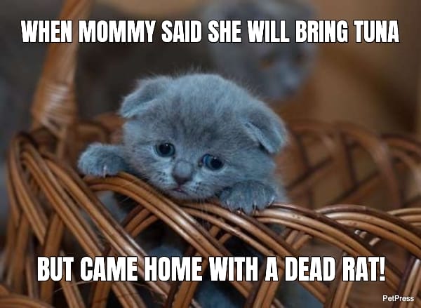 crying cat meme - tuna