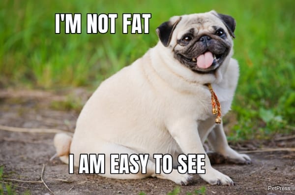 Cute fat dog meme