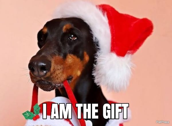 doberman christmas meme | petpress