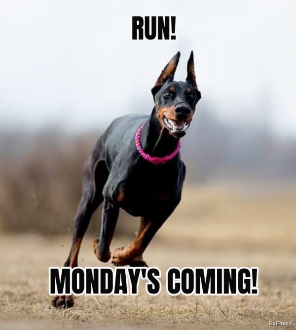 doberman monday meme