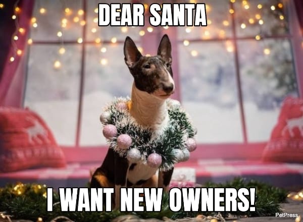 dog christmas meme | petpress