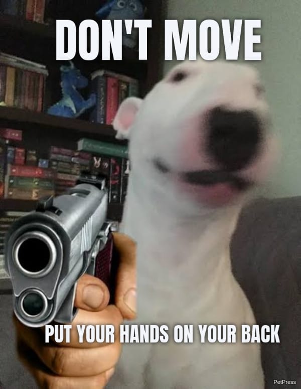 DON'T MOVE PUT YOUR HANDS ON YOUR BACK