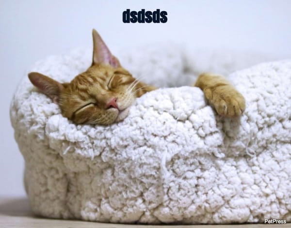 dsssd