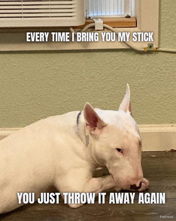 EVERY TIME I BRING YOU MY STICK YOU JUST THROW IT AWAY AGAIN