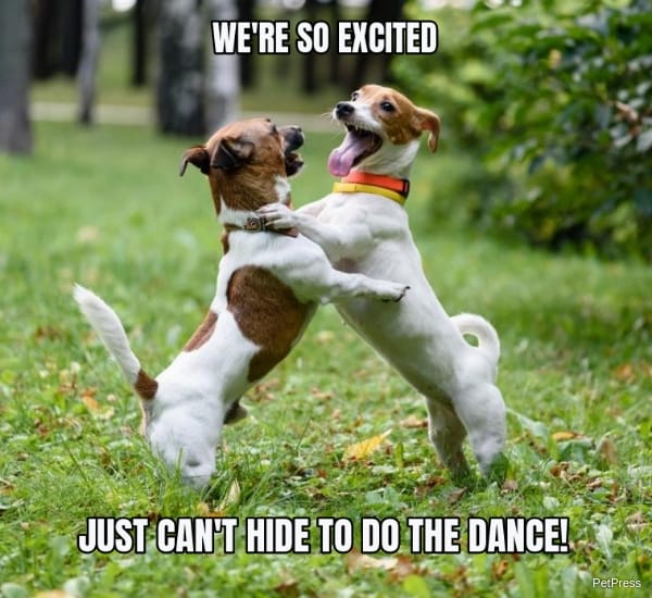 excited dog dance meme