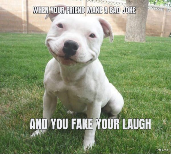 Fake Smiling Joke Dog Meme