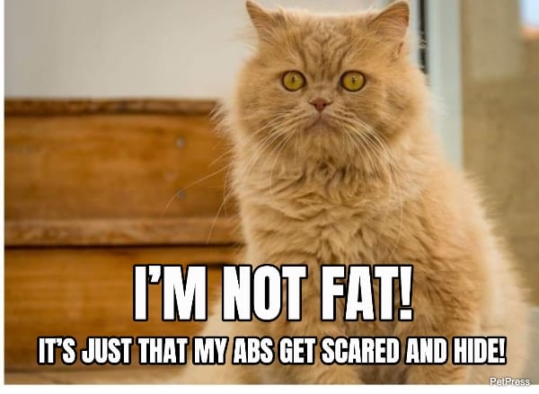 fat cat meme - abs
