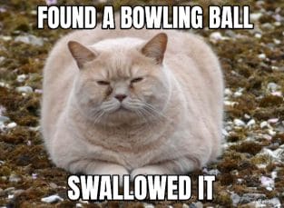 bowling ball - fat cat meme - PetPress