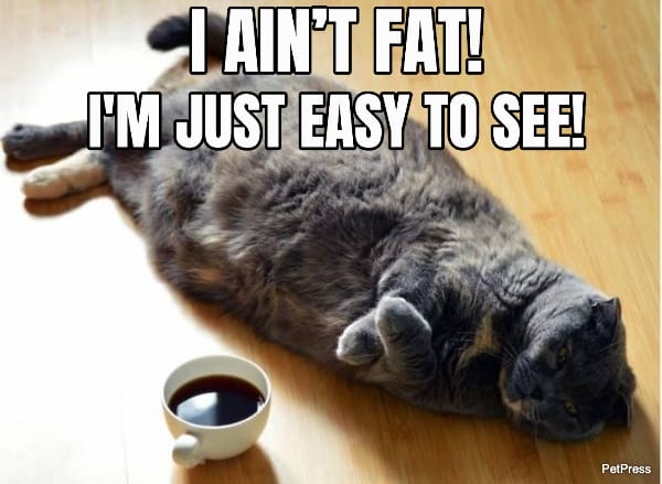 fat cat meme - easy to see