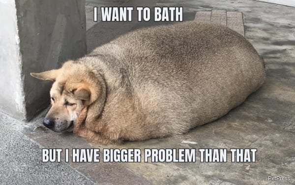 fat dog bath