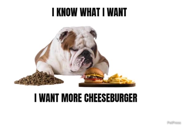 fat dog cheeseburger meme
