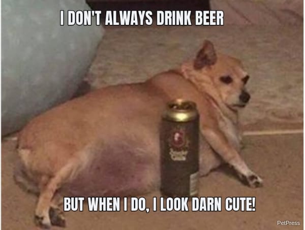 fat dog drinks beer