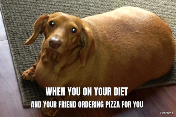 fat dog eating pizza meme