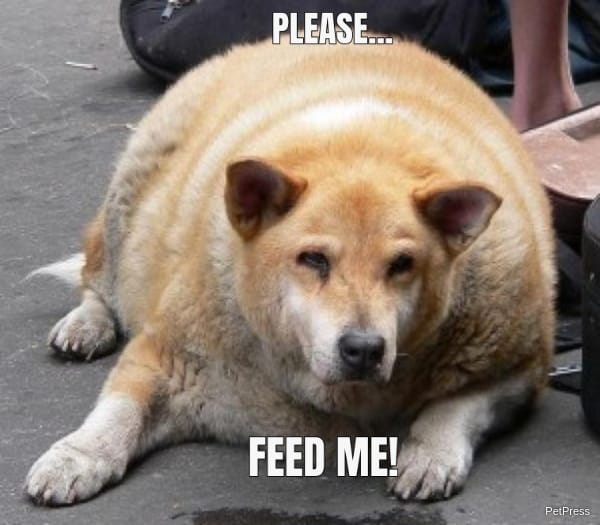 fat dog feed me meme