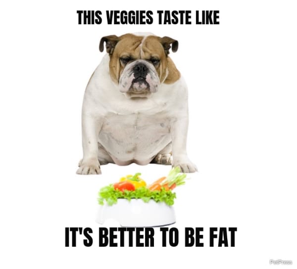 fat dog on diet