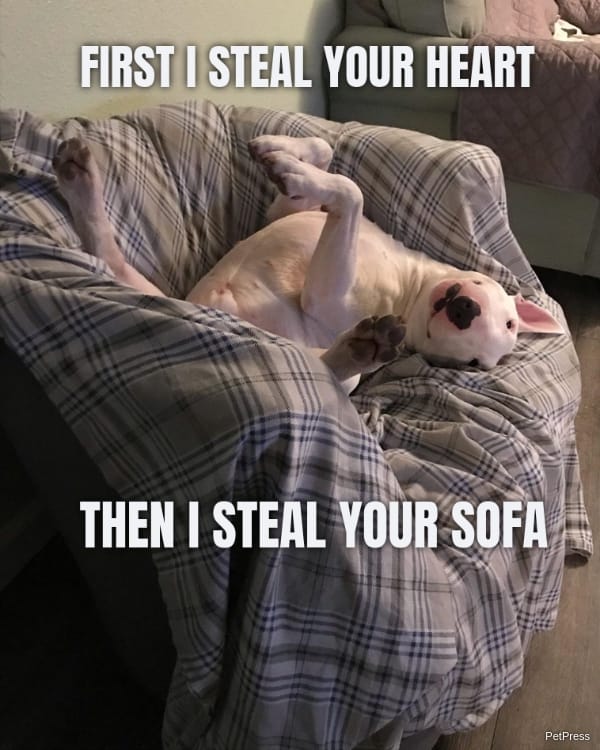 FIRST I STEAL YOUR HEART THEN I STEAL YOUR SOFA