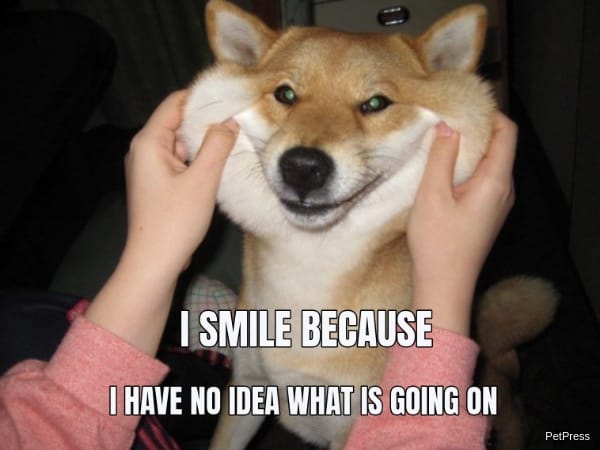 forced to smile dog meme