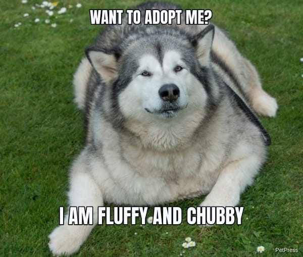 get fluffy funny fat dog meme