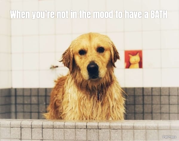 Golden ret bath meme
