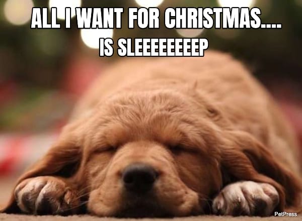 golden retriever christmas meme