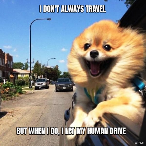 Happy Dog Traveling Meme