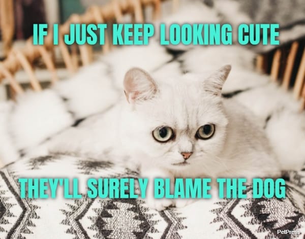 IF I JUST KEEP LOOKING CUTE THEY'LL SURELY BLAME THE DOG