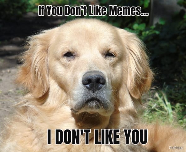 If you don't like meme? angry golden retriever meme