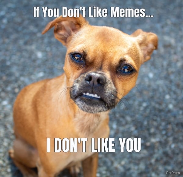 If you don't like memes? angry chihuahua meme
