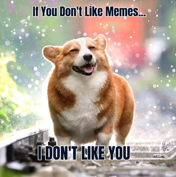 If you don't like memes? Angry corgi meme
