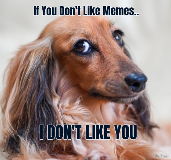 If you dont like memes, angry dachshund meme
