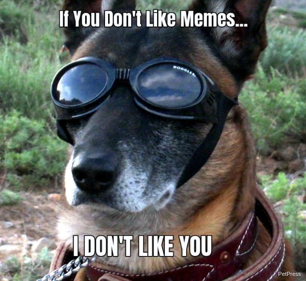If you dont like memes? angry german shepherd meme