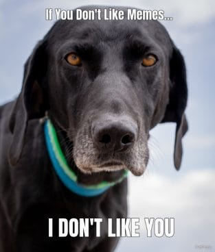 if you dont like memes? angry labrador retriever - PetPress