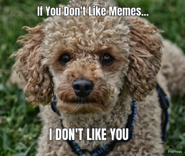 If you dont like memes? angry poodle meme