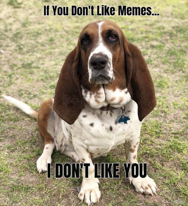if you don't like memes? basset hound meme angry