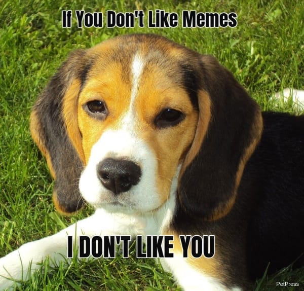 If you don't like memes? beagle meme angry