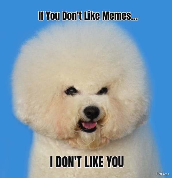 if you don't like memes? bichon frise meme angry