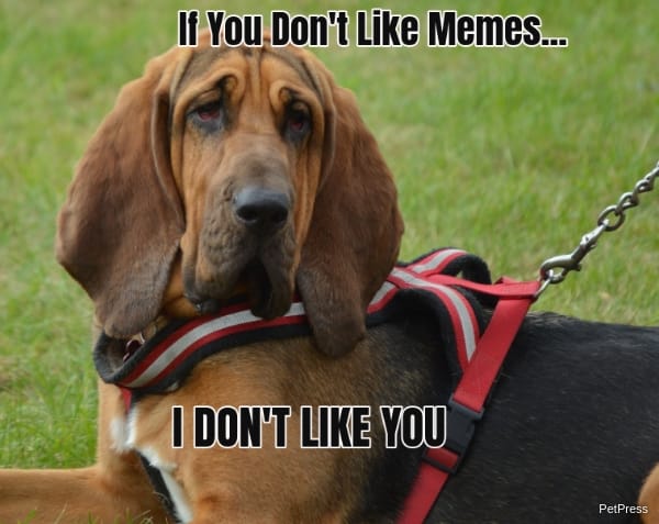 if you don't like memes? bloodhound meme angry