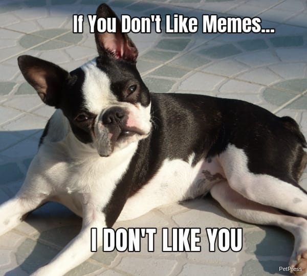 if you don't like memes? boston terrier meme angry