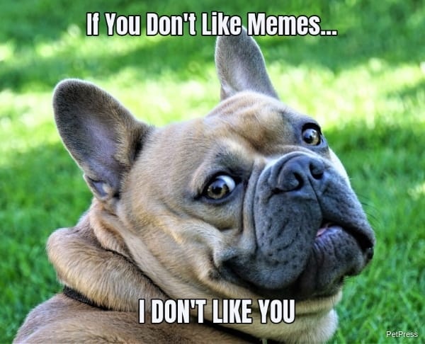 if you don't like memes? bulldog meme angry