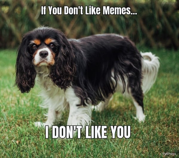 if you don't like memes? cavalier king meme angry