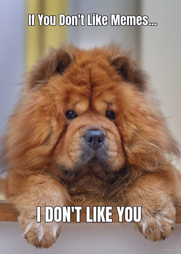 if you don't like memes? chow chow meme angry