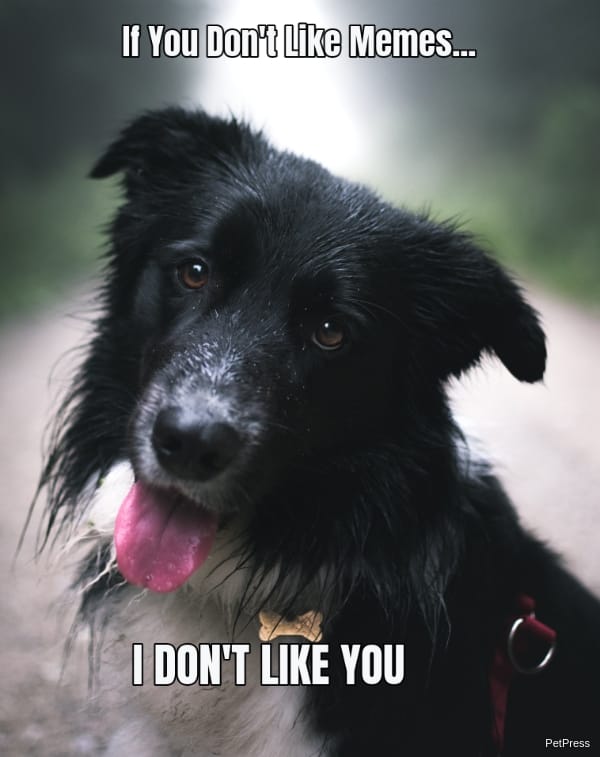 if you don't like memes? collie meme angry