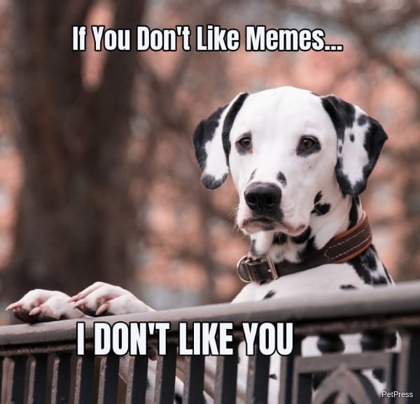if you don't like memes? dalmatian meme angry
