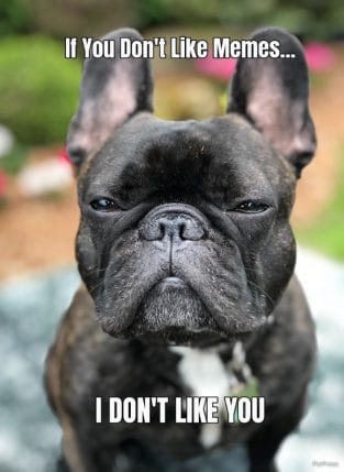 If you don't like memes? english bulldog meme angry - PetPress