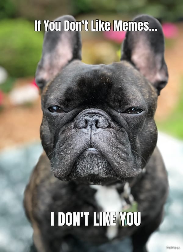 If you don't like memes? english bulldog meme angry