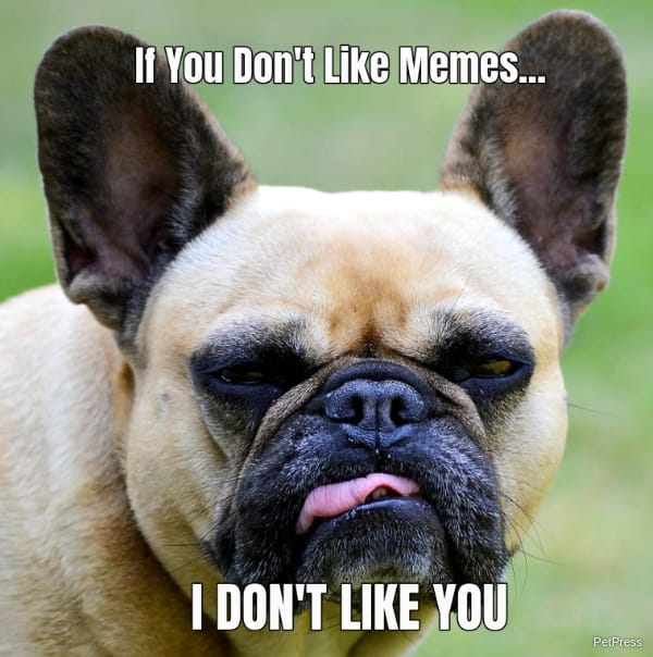 If you don't like memes? French bulldog meme angry