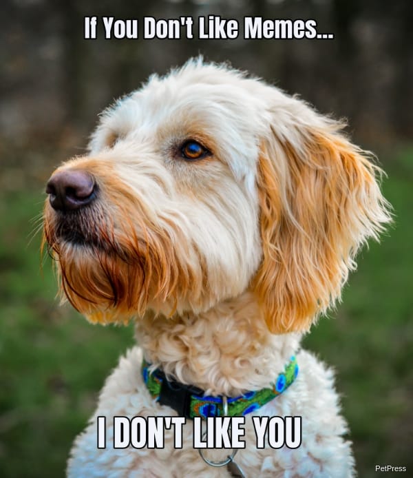 If you don't like memes? goldendoodle meme angry