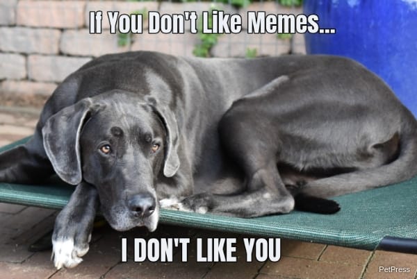 if you don't like memes? great dane meme angry