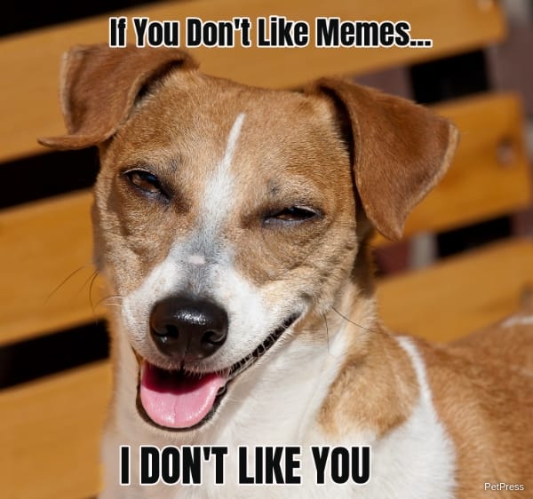 If you don't like memes? jack russel meme angry